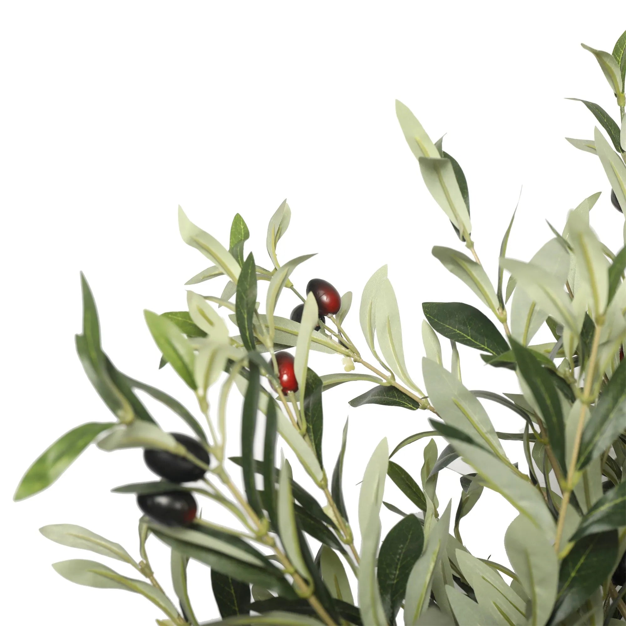 Oliventre H200