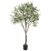 Oliventre H200