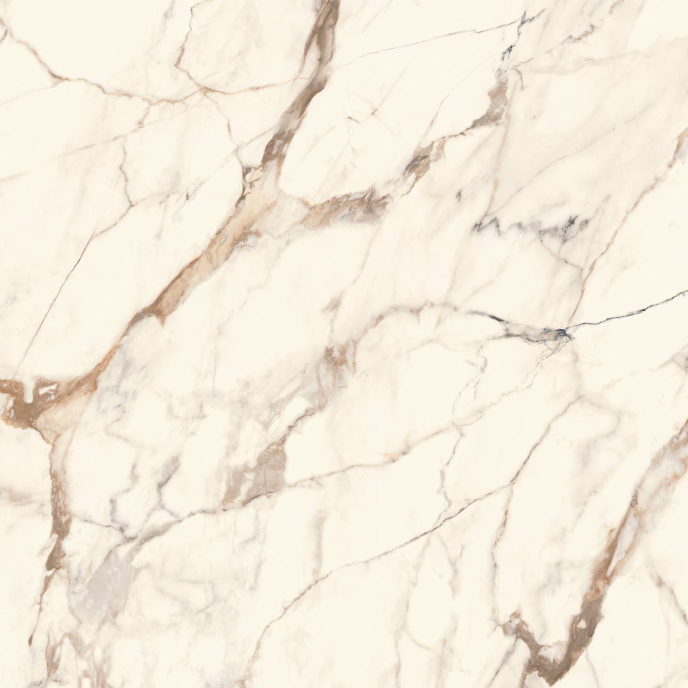 Calacatta Gold 120 x 120