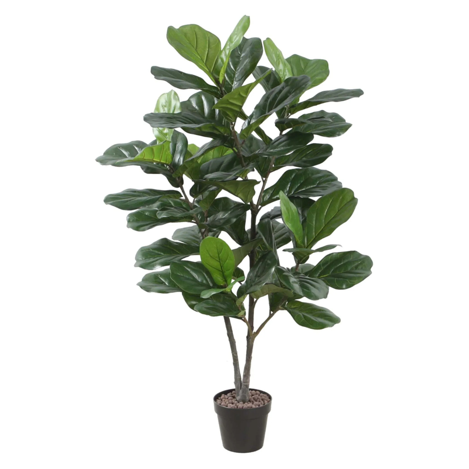 Fiolinfiken H120 cm