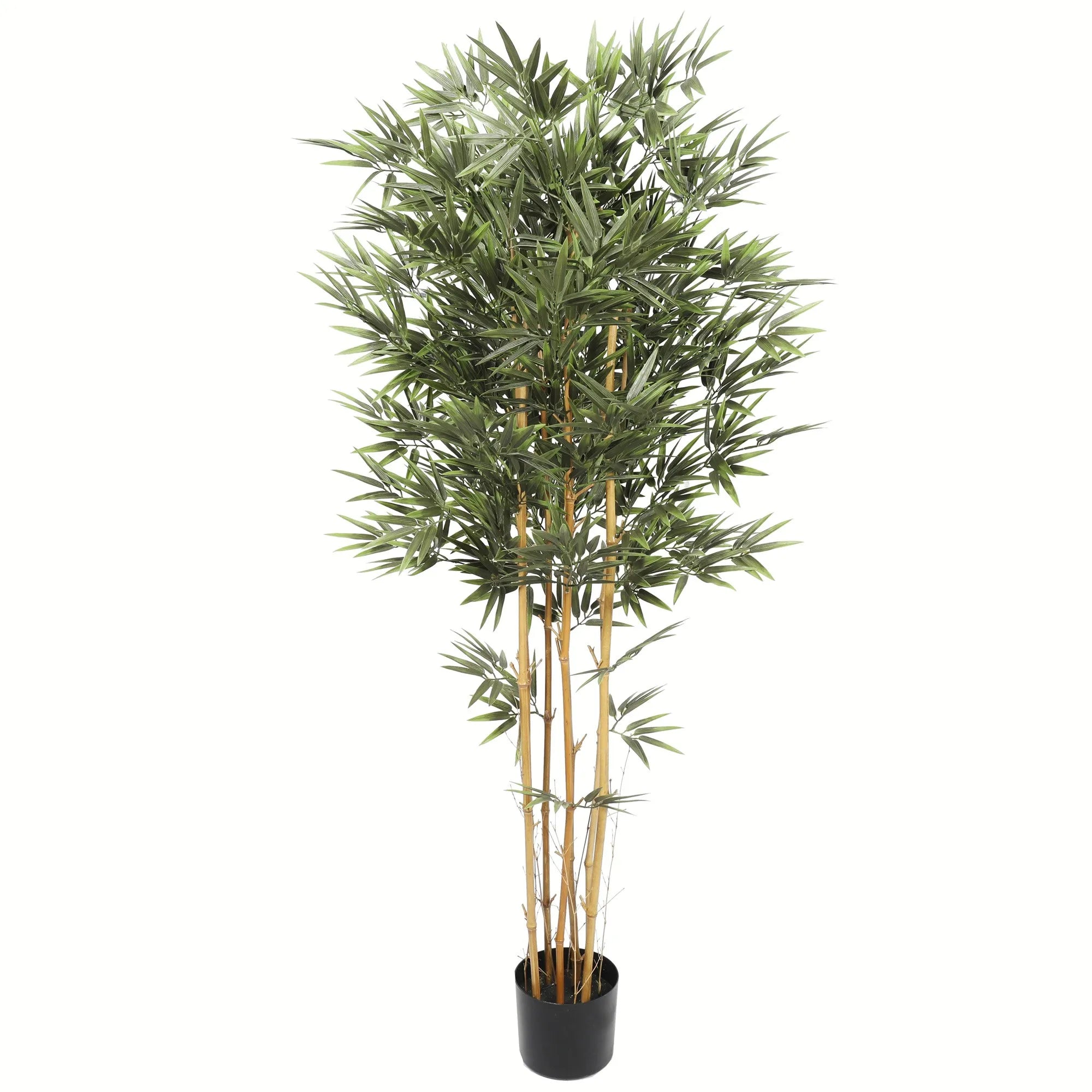 Bambus med ekte stamme H150 cm