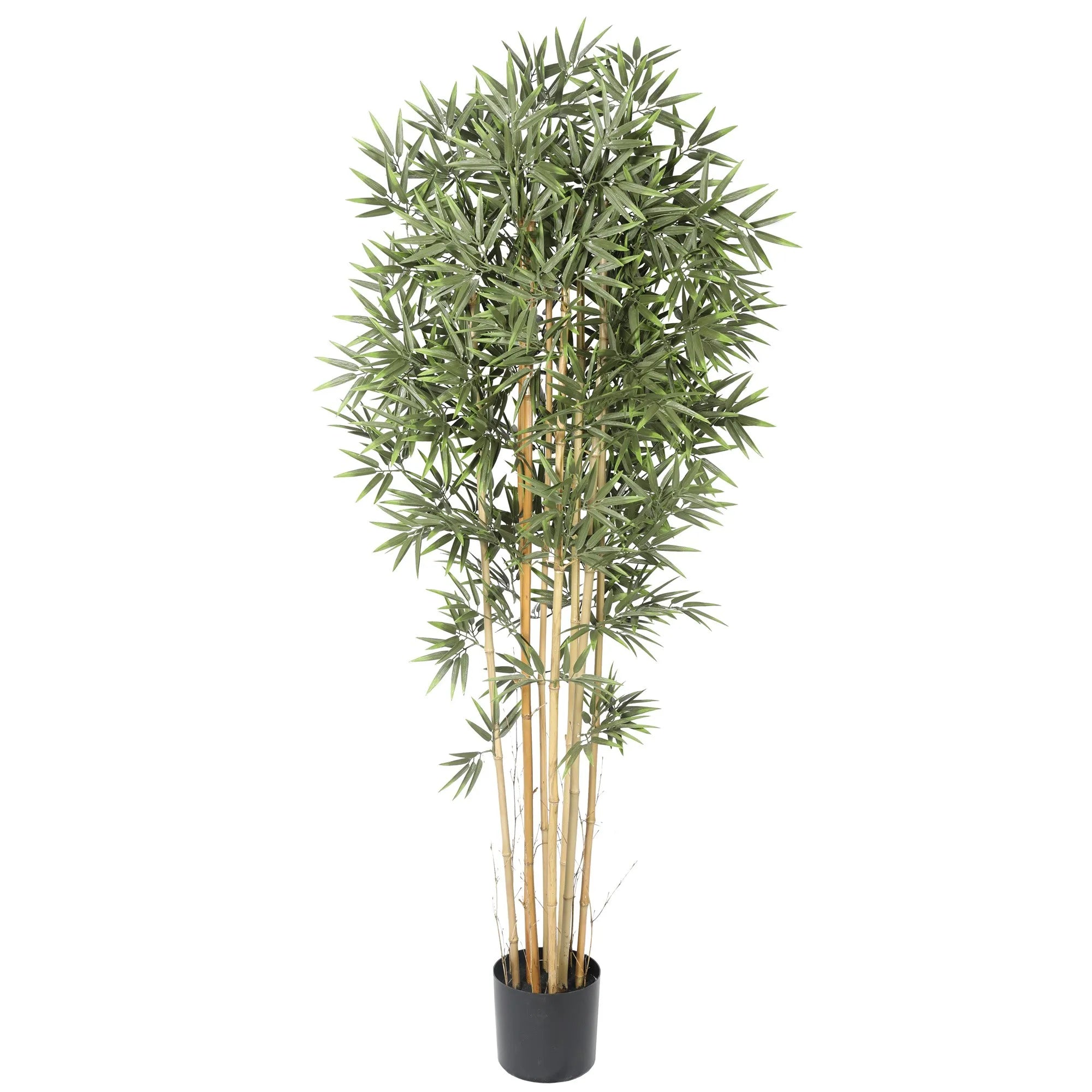 Bambus med ekte stamme H180 cm