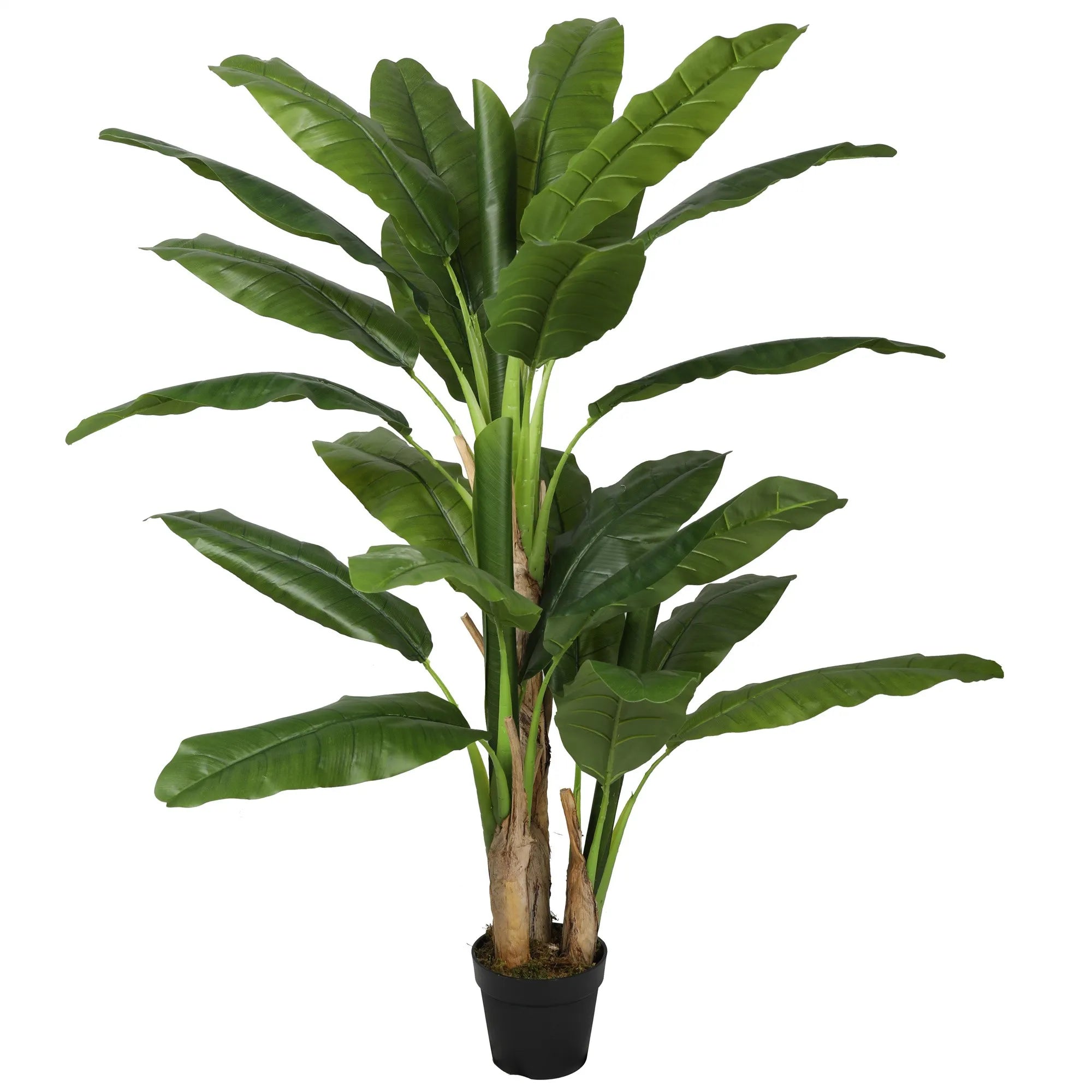 Bananplante H150 cm