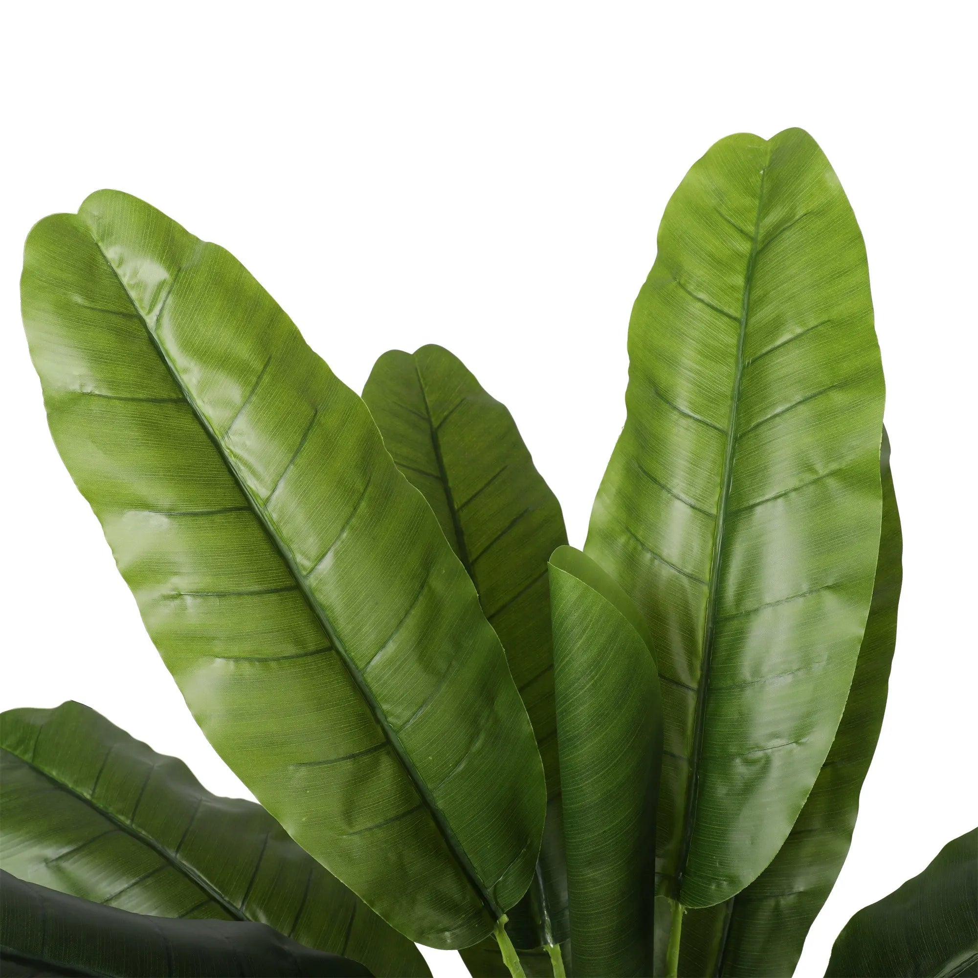 Bananplante H150 cm