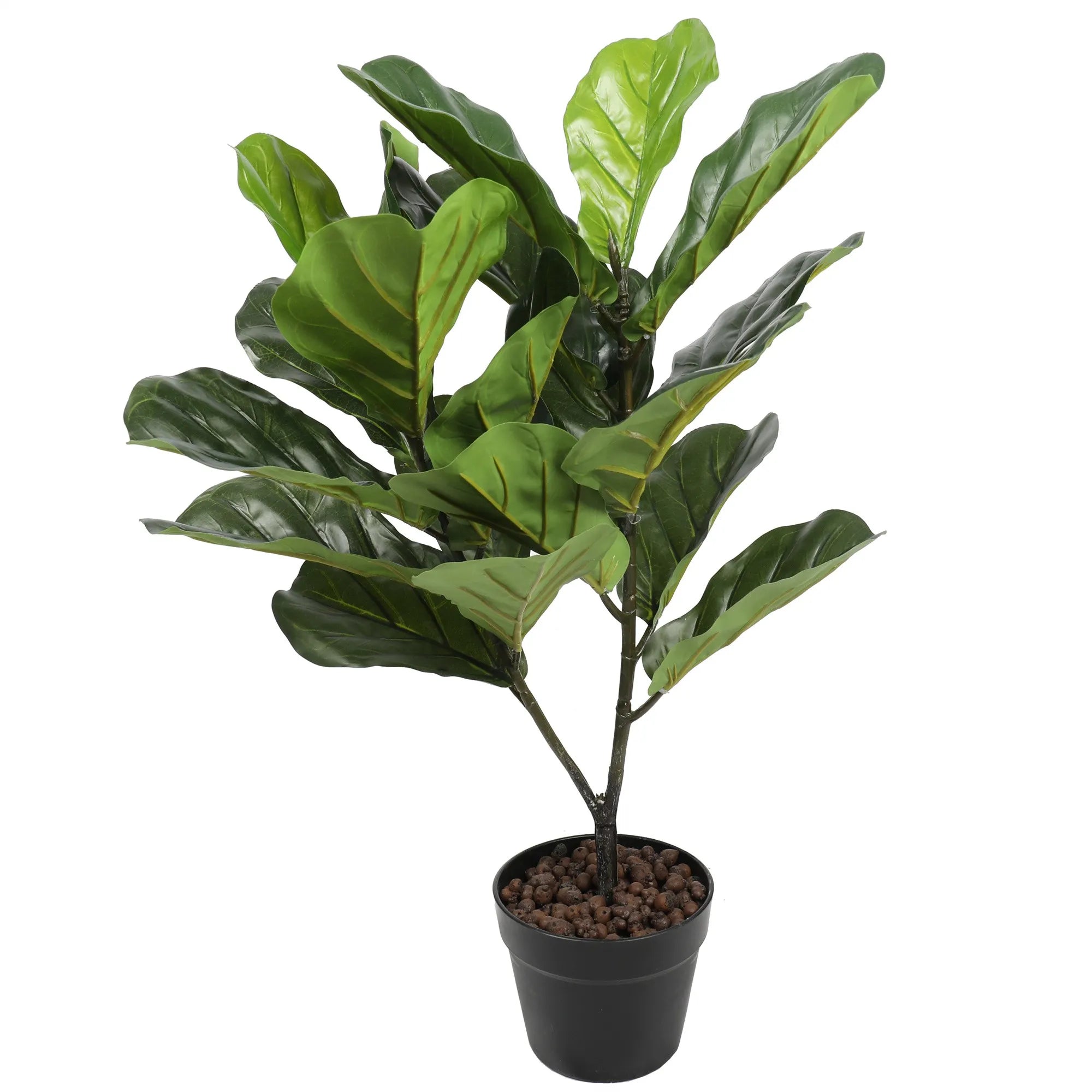 Fiolinfiken H75 cm