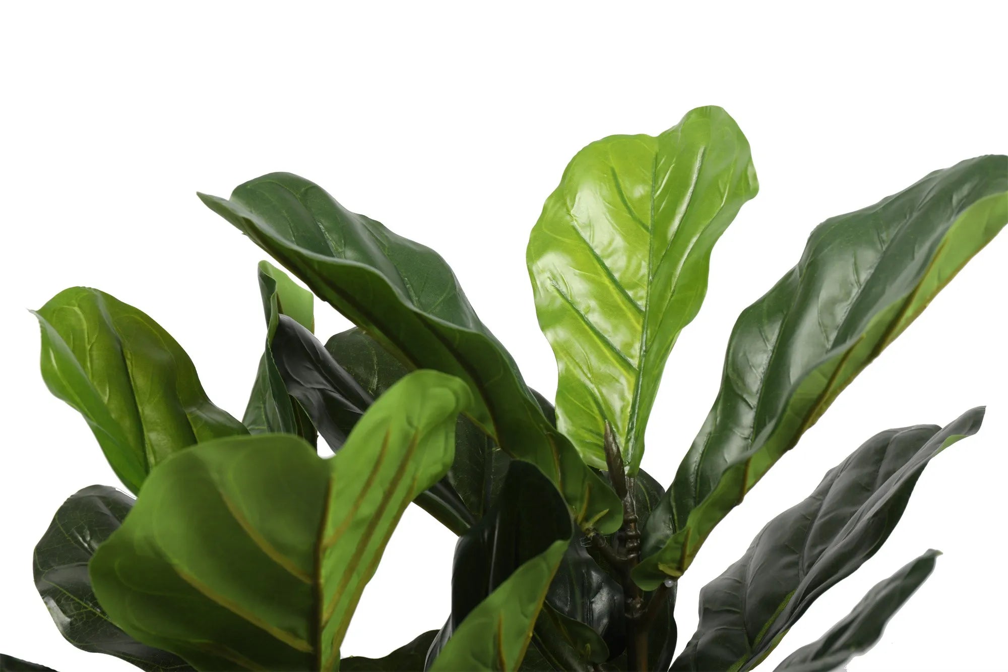 Fiolinfiken H75 cm