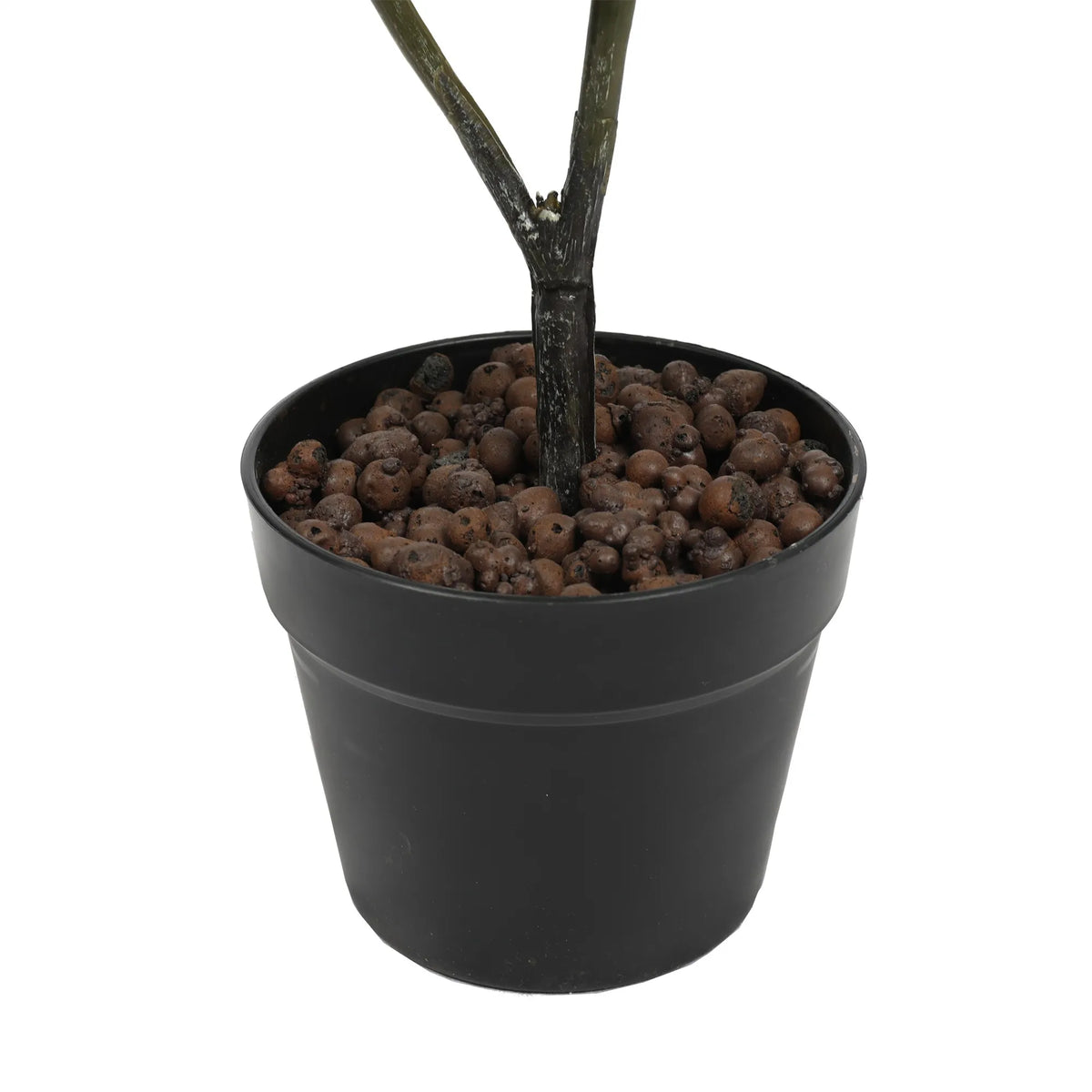 Fiolinfiken H75 cm
