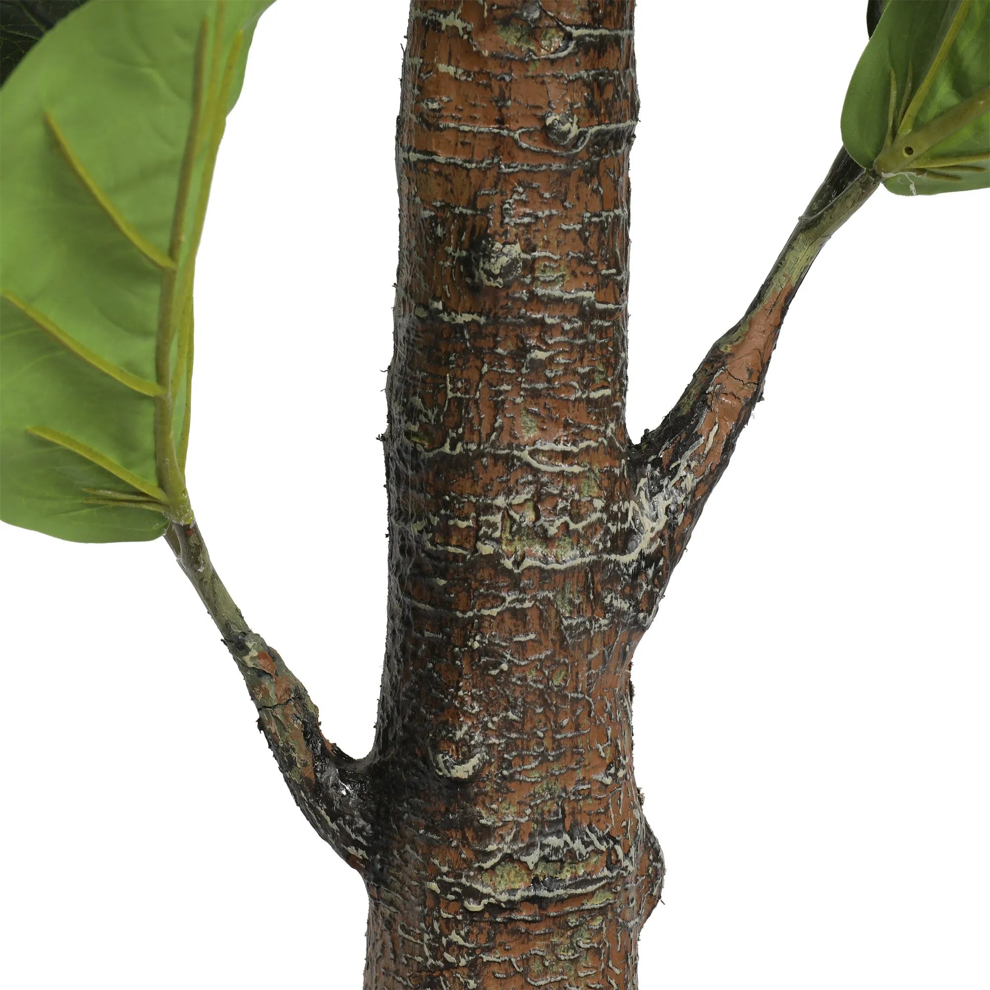 Ficus lyrata tre
