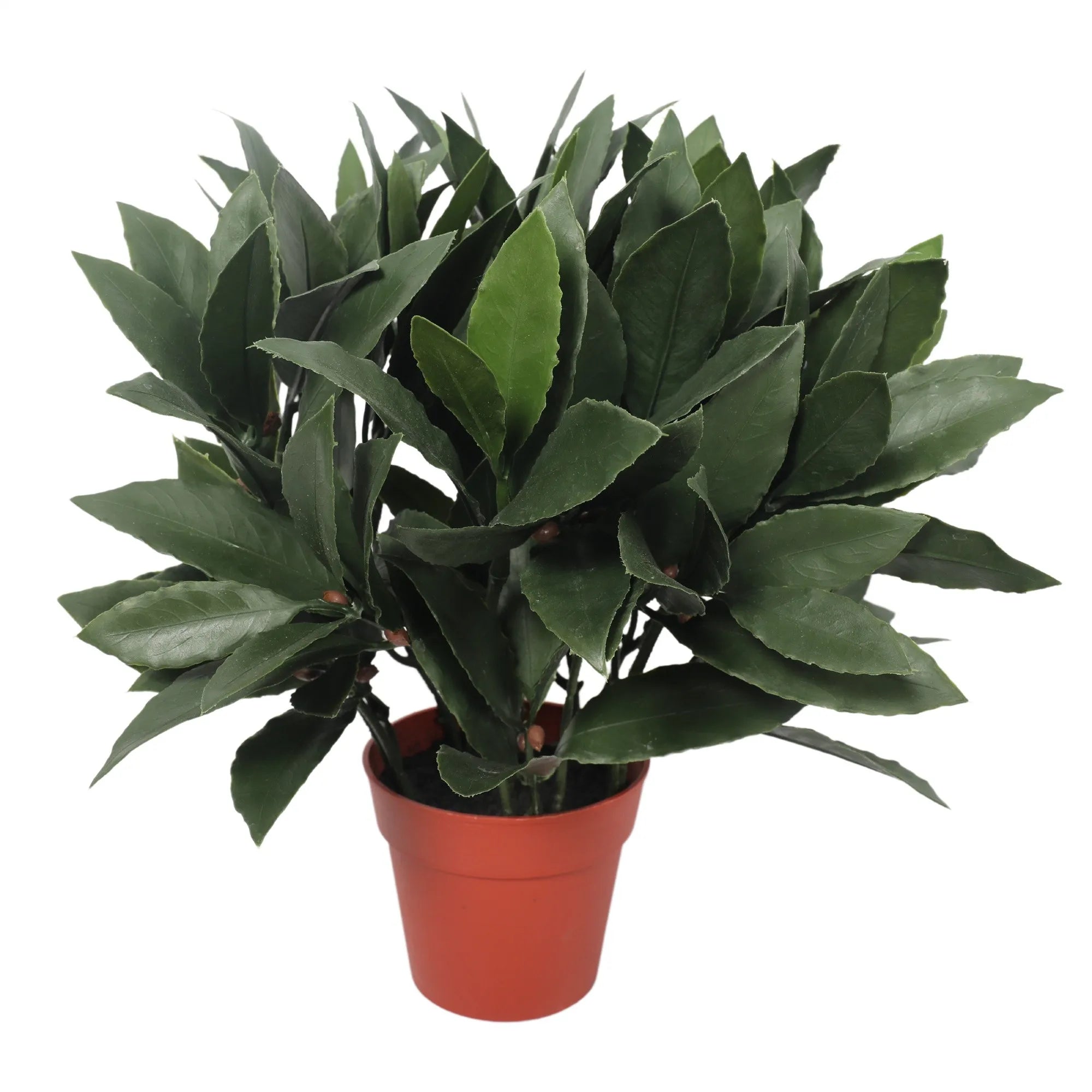 Laurbærplante H35 cm