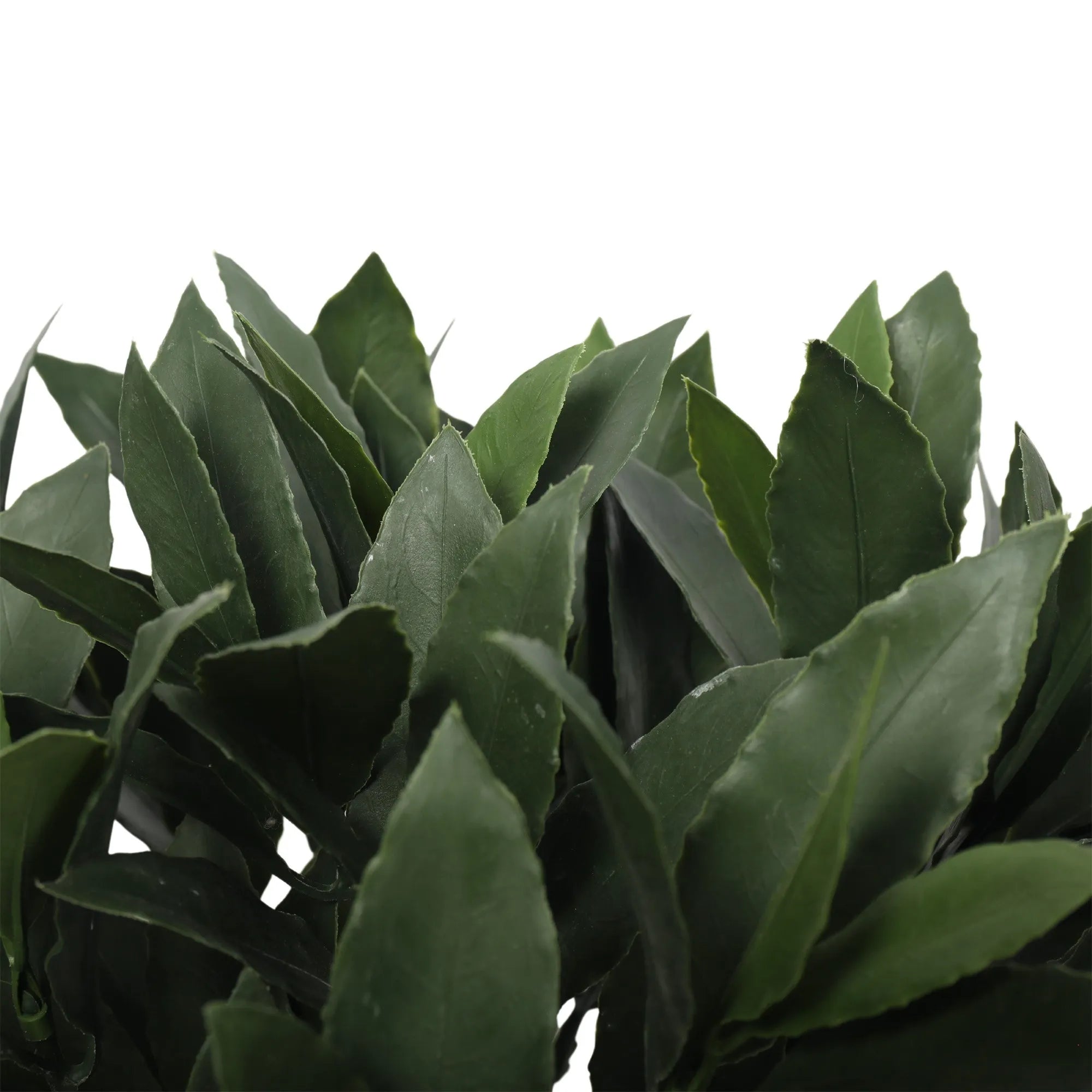 Laurbærplante H35 cm