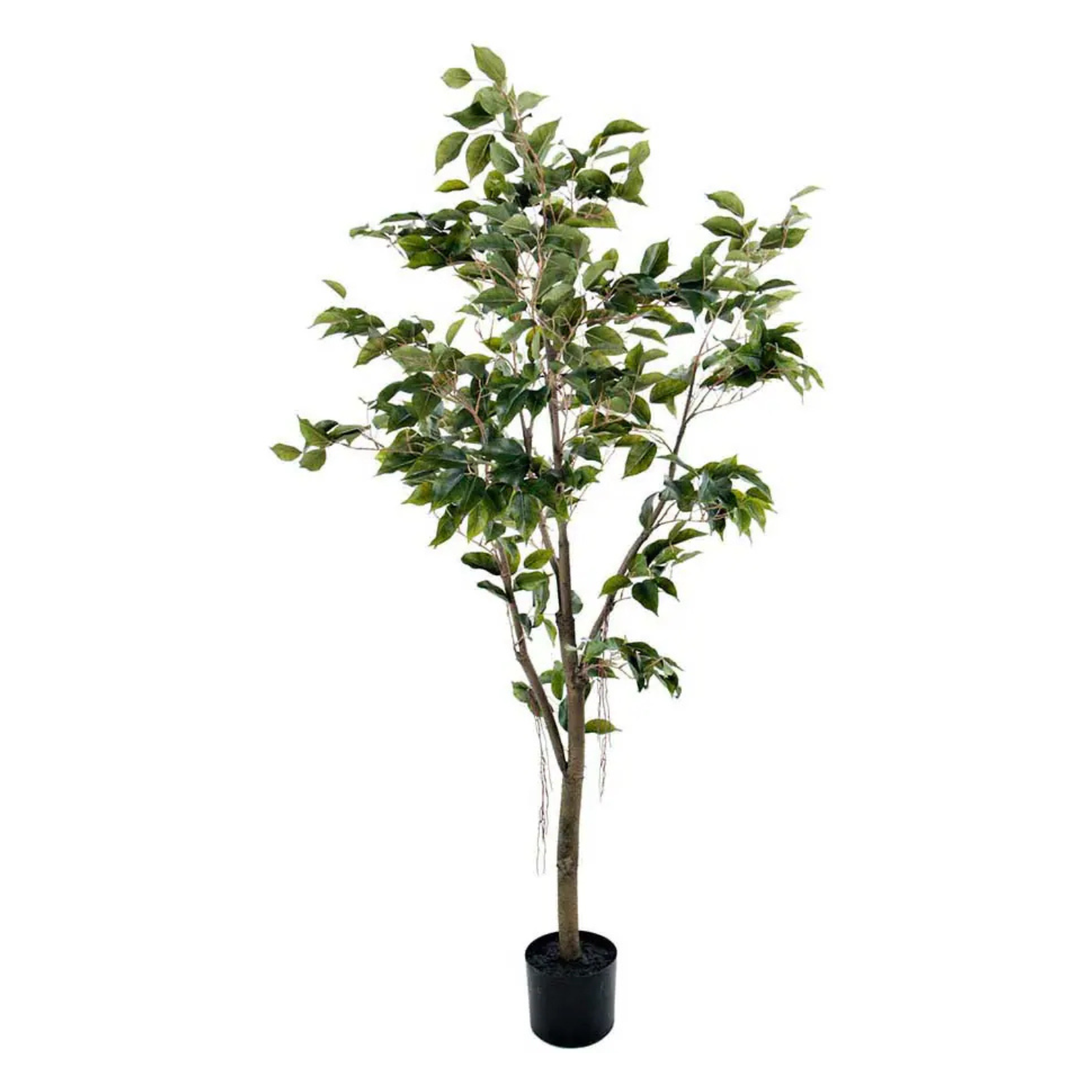 Benjamin Fikus H150 cm