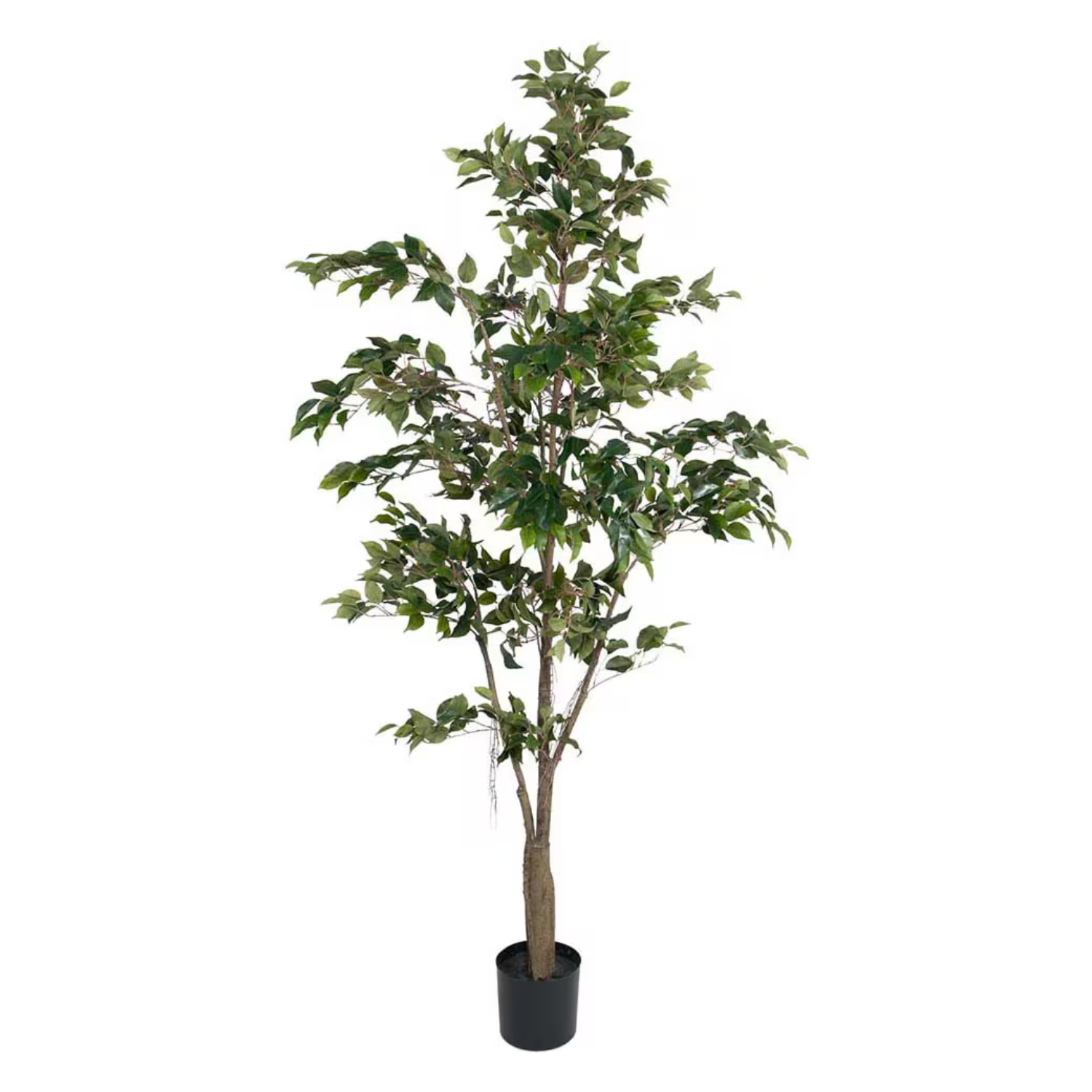 Benjamin Fikus H210 cm