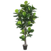 Ficus lyrata tre