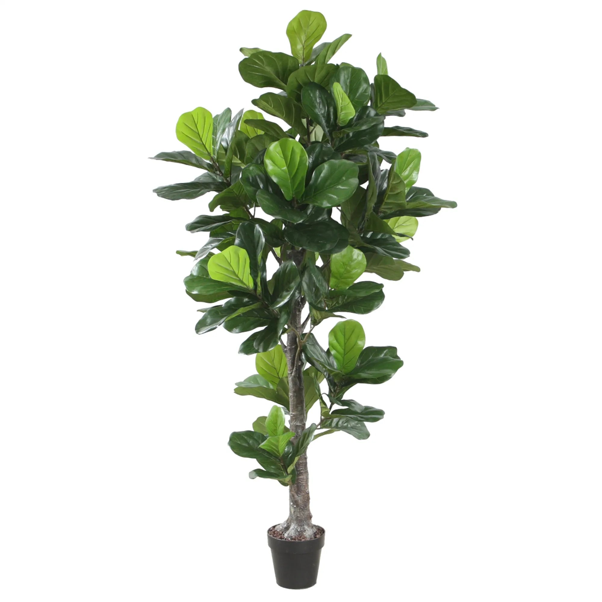Ficus lyrata tre