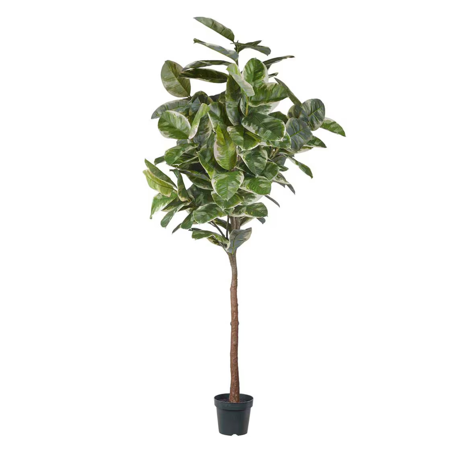 Gummifiken H240 cm