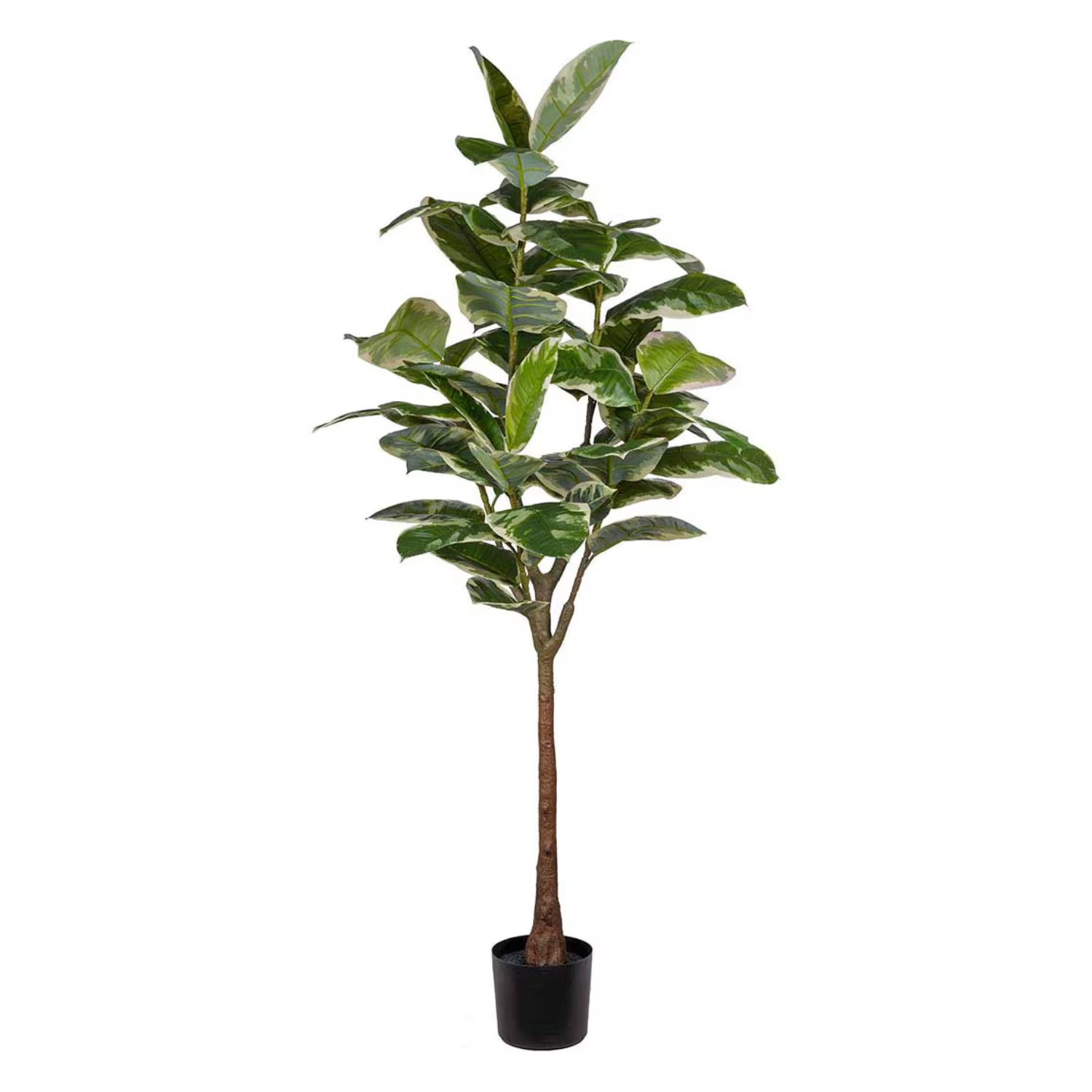 Gummifiken H190 cm