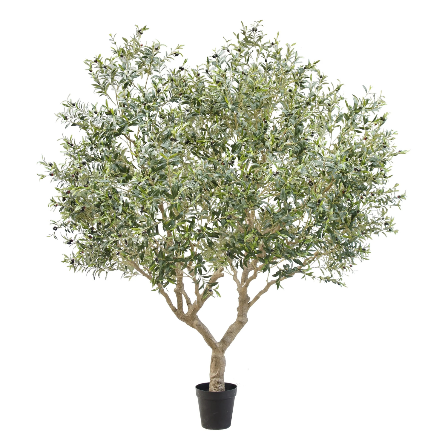 Oliventre H270 cm Innendørs