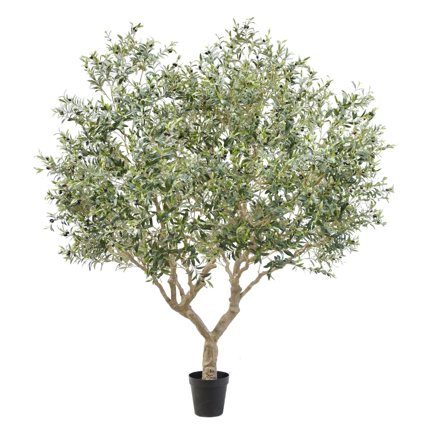 Oliventre H270 cm Utendørs